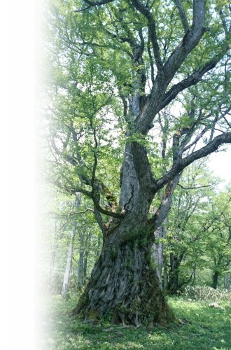 HeartAndLife HAL電子